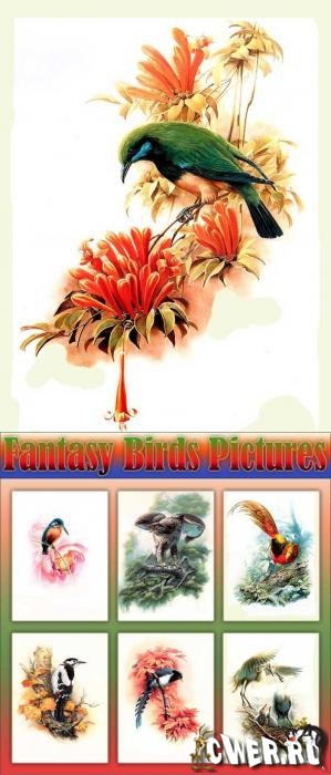 Fantasy Birds Pictures