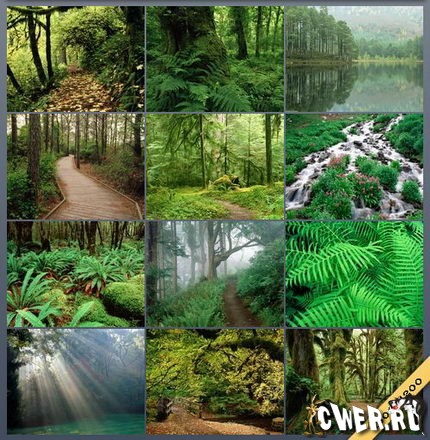Beautiful Forest Wallpapers