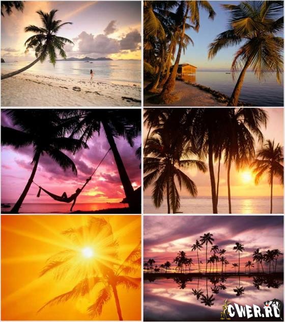 Palm Sunset Wallpapers