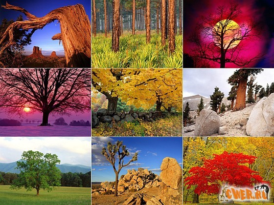 Nature Wallpapers Collection - В кадре: деревья
