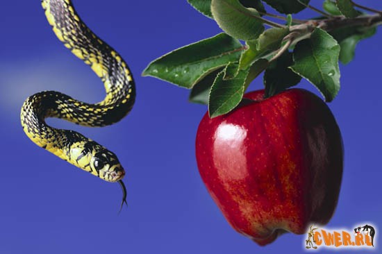 Отношения животных