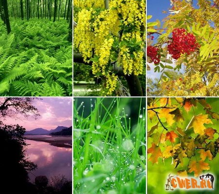 www.CWER.ru