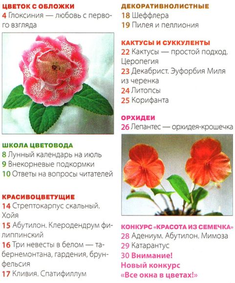 Домашние цветы №6 (июнь 2012)