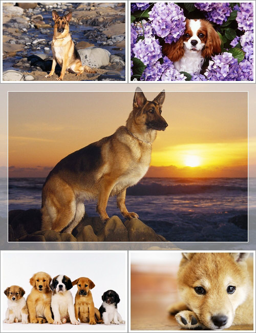 Wallpapers - Funny Dogs Pack