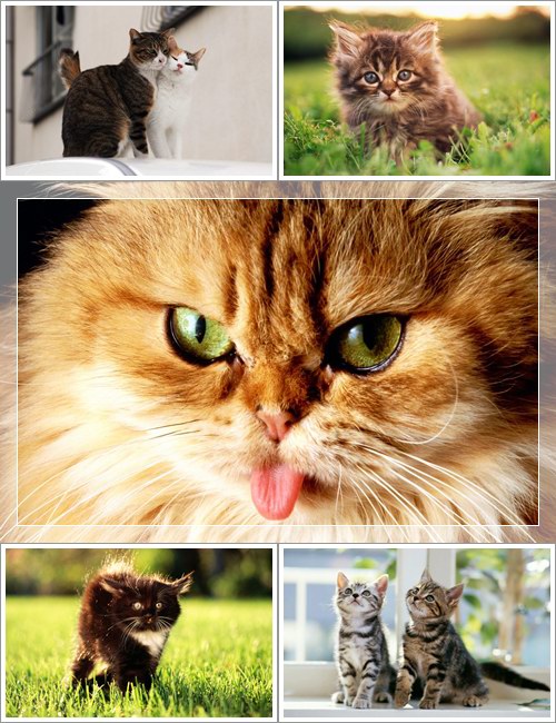 Wallpapers - Funny Cats
