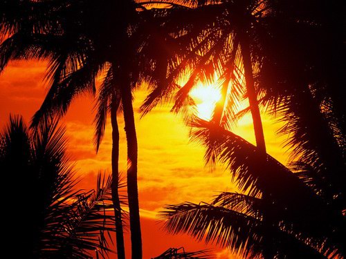 Wallpapers - Tropical Paradise
