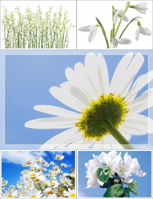 White Flowers Pack Wallpapers