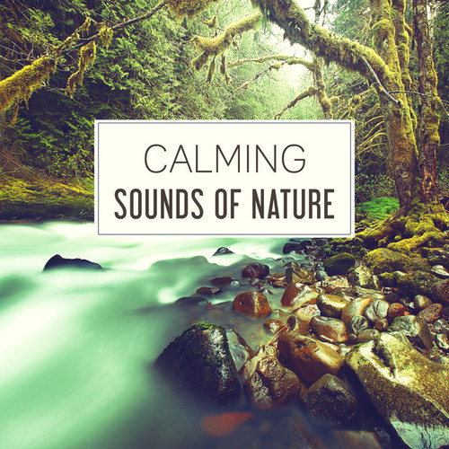 Calming Sounds of Nature: 50 Relaxing Songs for Relaxation, Deep Sleep and Mother Nature