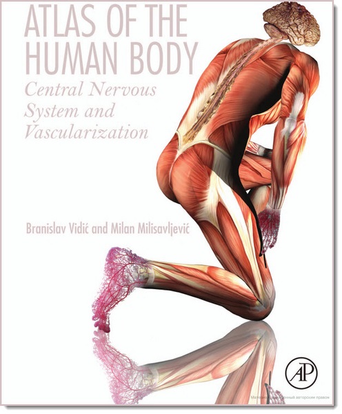 Atlas of the Human Body: Central Nervous System and Vascularization