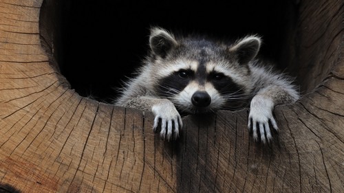 Computer Desktop Wallpapers Collection. www.cwer.ru