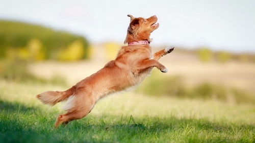 Wallpapers Collection. www.cwer.ru