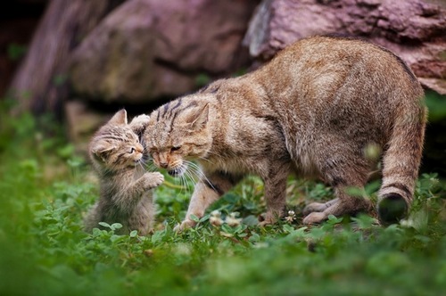 Computer Desktop Wallpapers Collection. www.cwer.ru