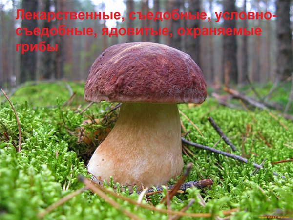 Ф.А. Мусаев. Лекарственные, съедобные, условно-съедобные, ядовитые, охраняемые грибы