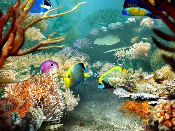 Tropical Fish 3D Screensaver