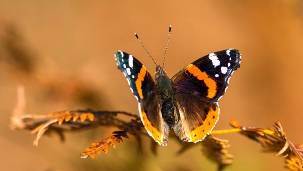 New Mixed HD Wallpapers Pack 315