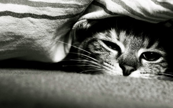 New Mixed HD Wallpapers Pack 237