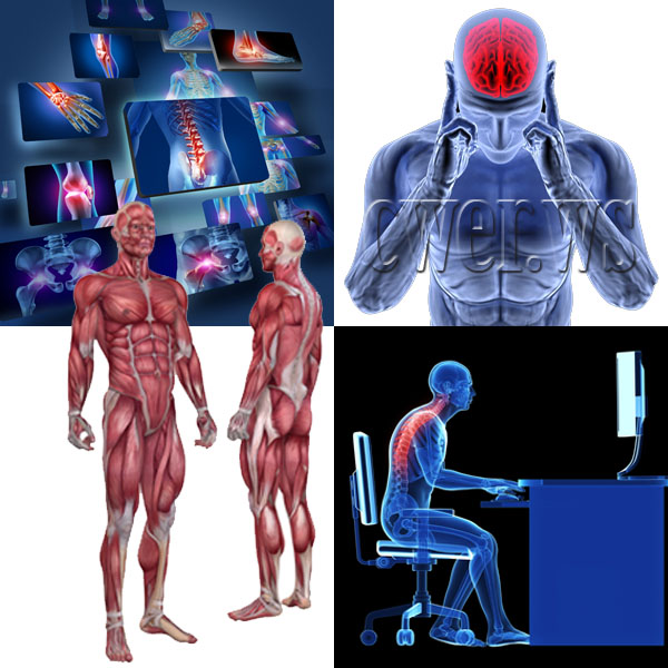 Человек, анатомия, мышцы и органы. Часть 2