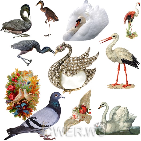Аисты, цапли, фламинго, лебеди и голуби