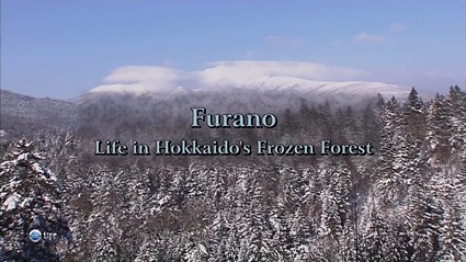Фурано-жизнь в заснеженном лесу острова Хоккайдо